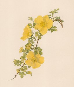 Rosa inglesa de English School